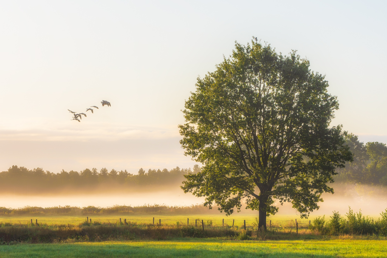 Landscape with Tree